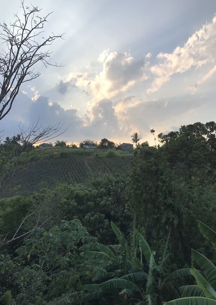 Villa 9 rooms have an impressive view of sprawling pineapple fields