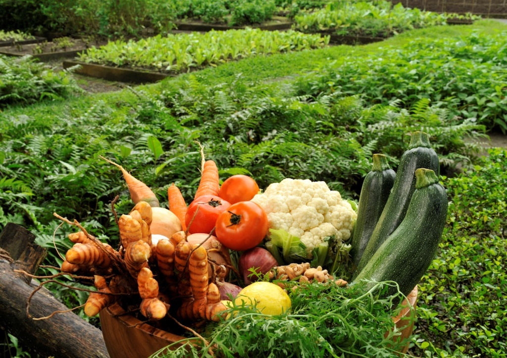 Ingredients for the Carrot Falafel Balls are all hand-picked from the restaurant's organic farms 