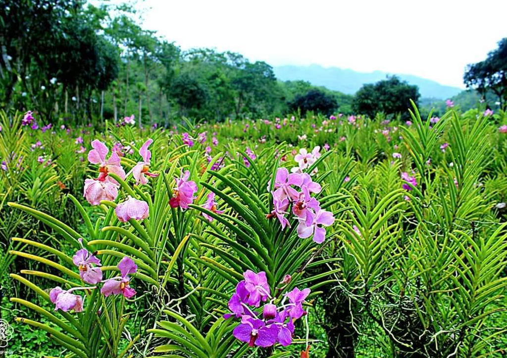 Michel's Garden is filled with various breeds of orchids 