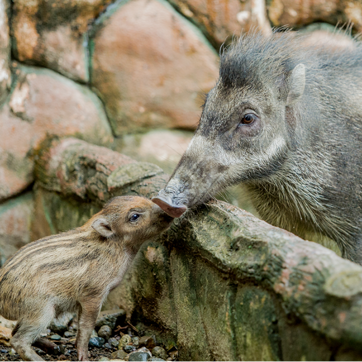 Visayan Warty Pig 