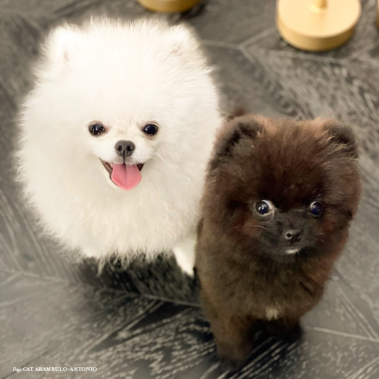 Shanti and Samadhi teacup pomeranian