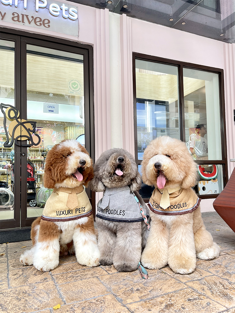 Dr. Z and Dr. Aivee Teo Z Giant Poodle Berlin