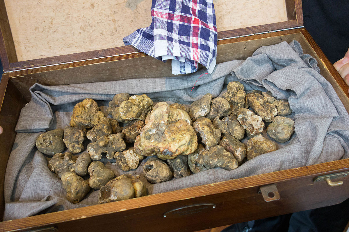 White truffles from Alba