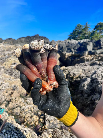 Gooseneck Barnacles 