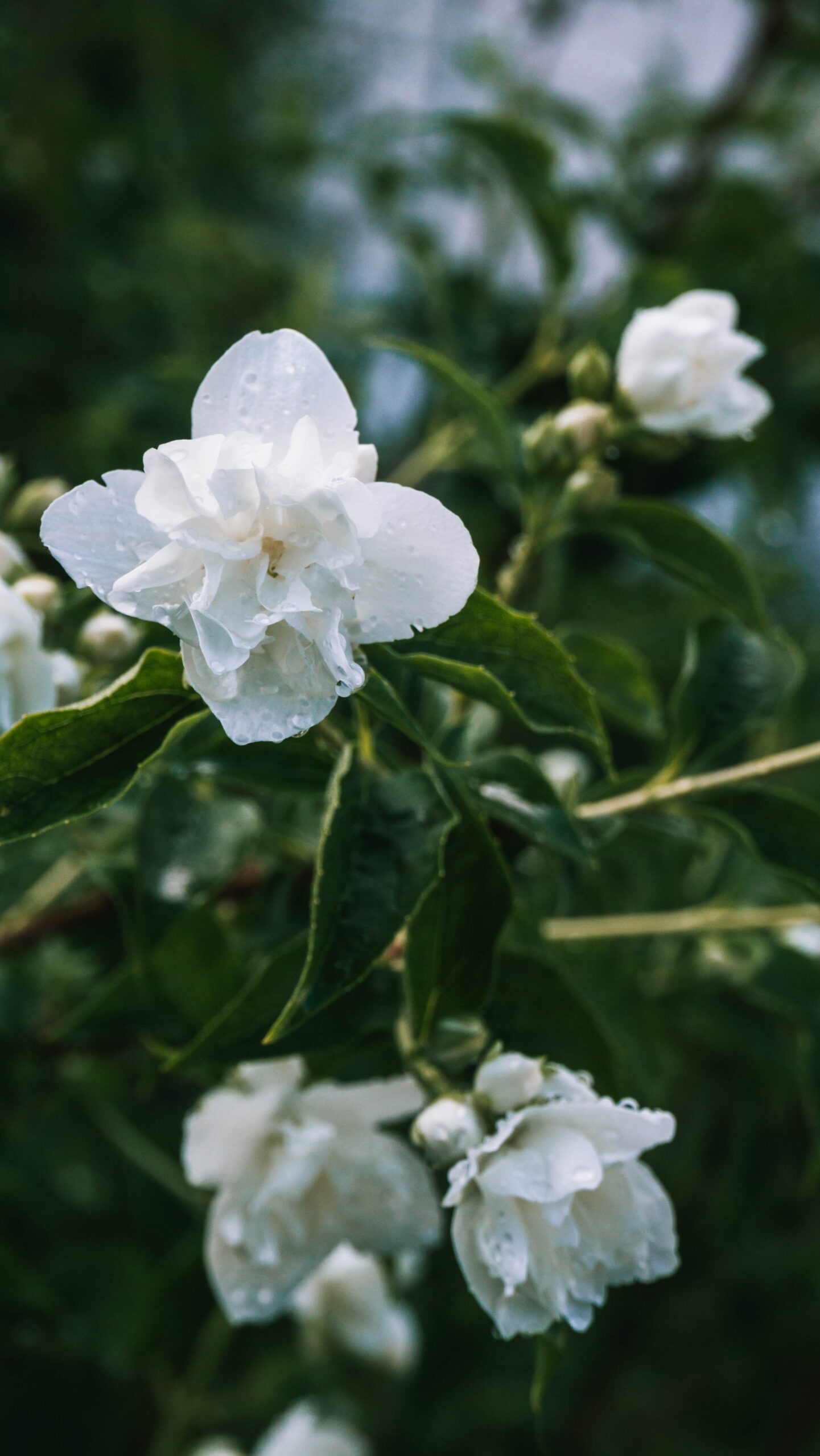 Jasmine flowers after the rain