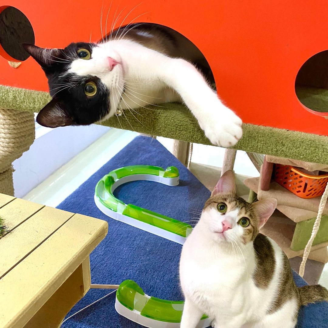 Urban Tails Pet Resort Cat 