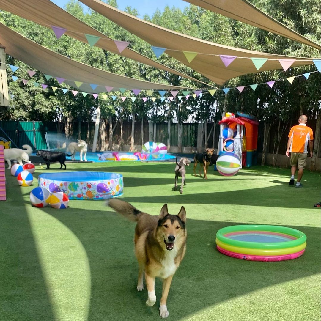 Urban Tails Pet Resort