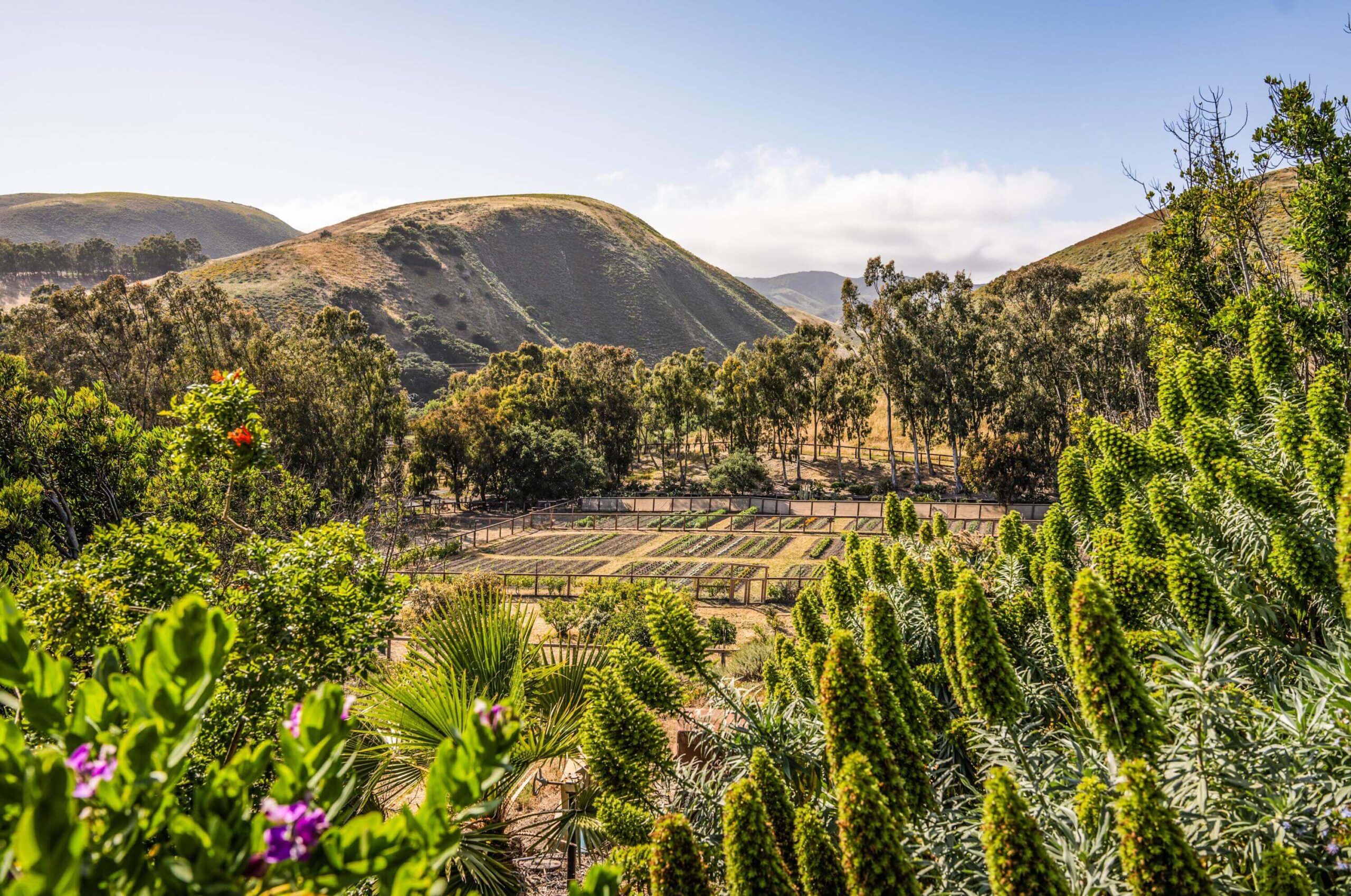 A view of the abundant organic gardens in Cameron's property