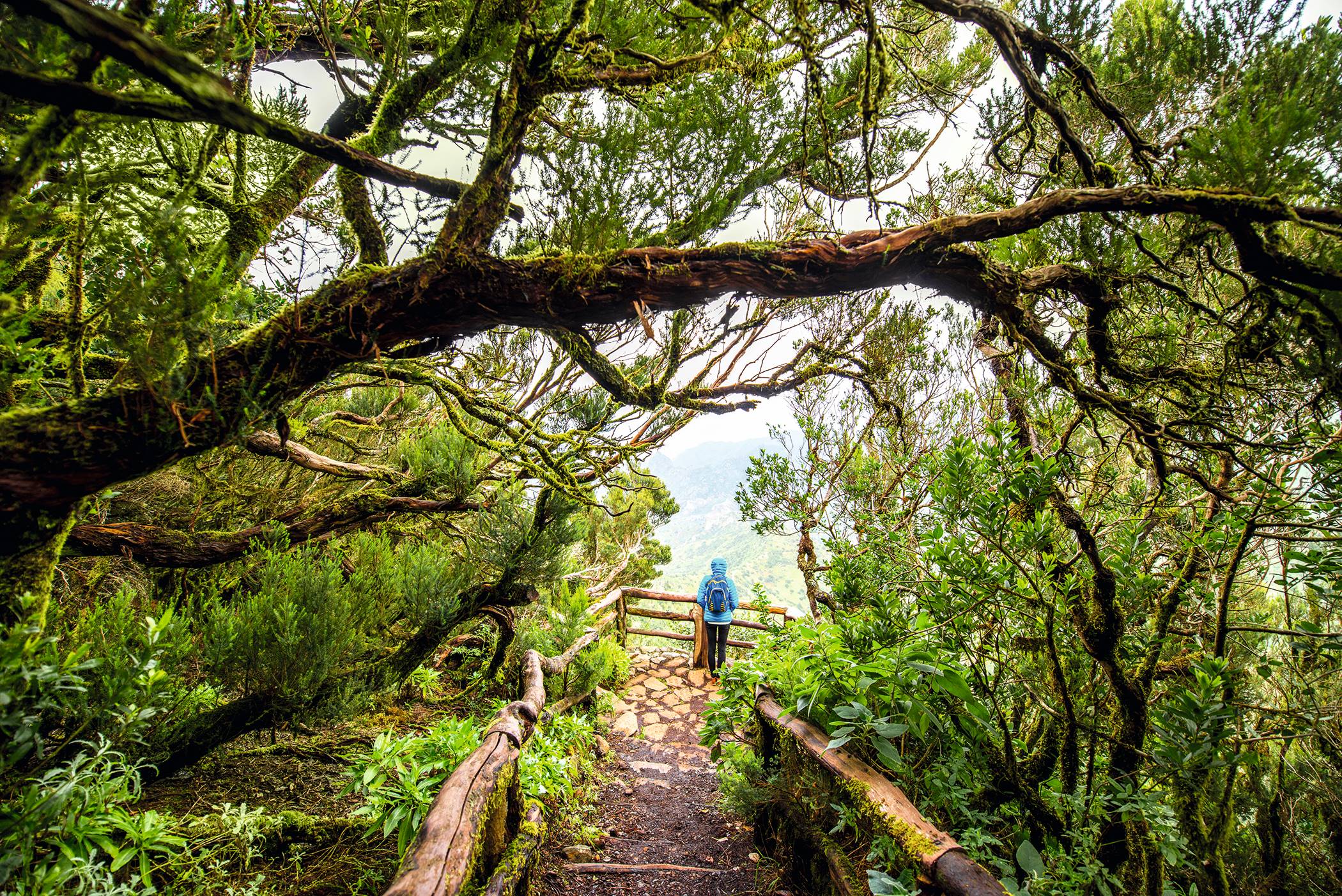 Garajonay National Park at La Gomera is a UNESCO World Heritage Site
