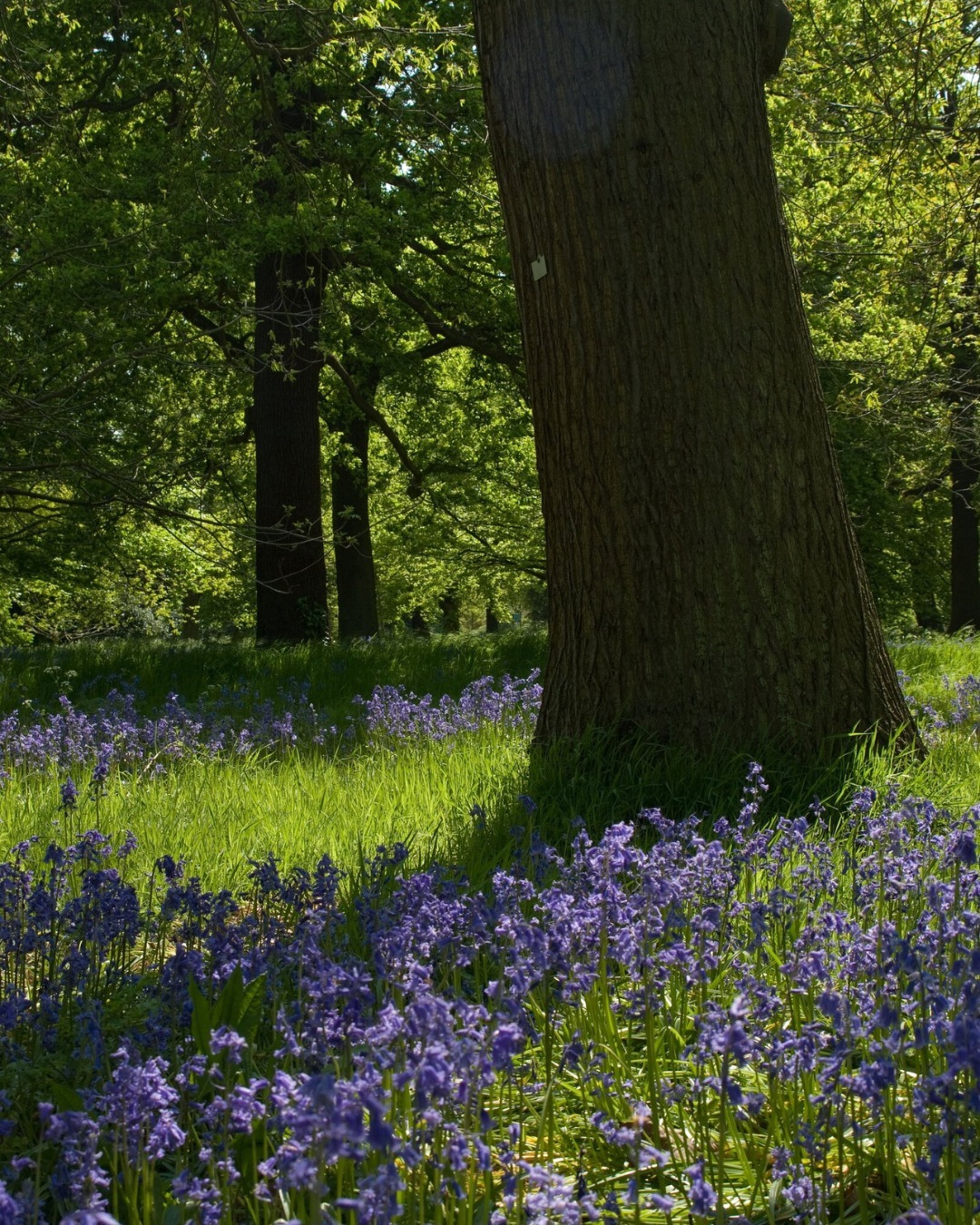 Most Beautiful Gardens In The World