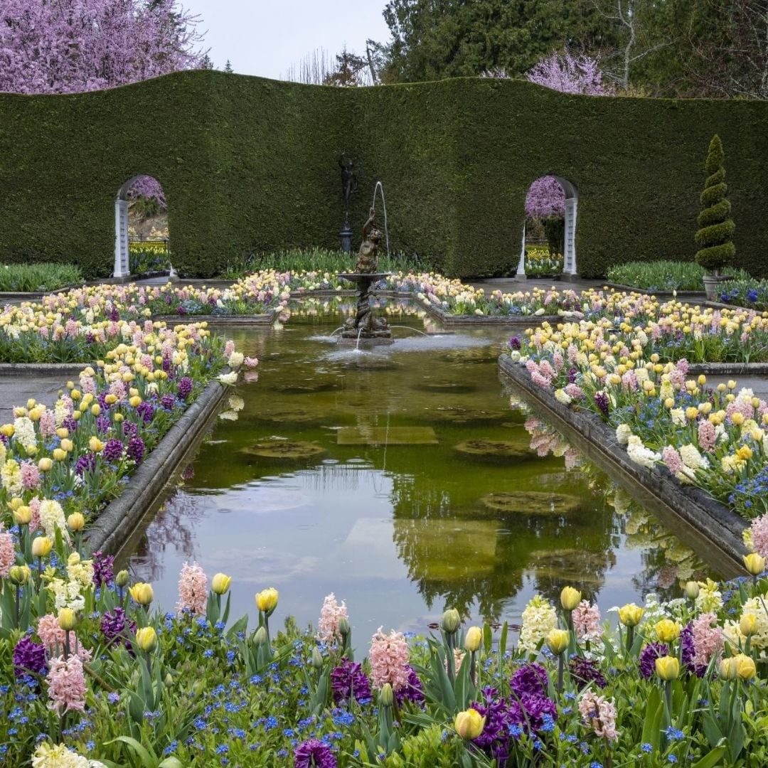 fountain lined with blooms