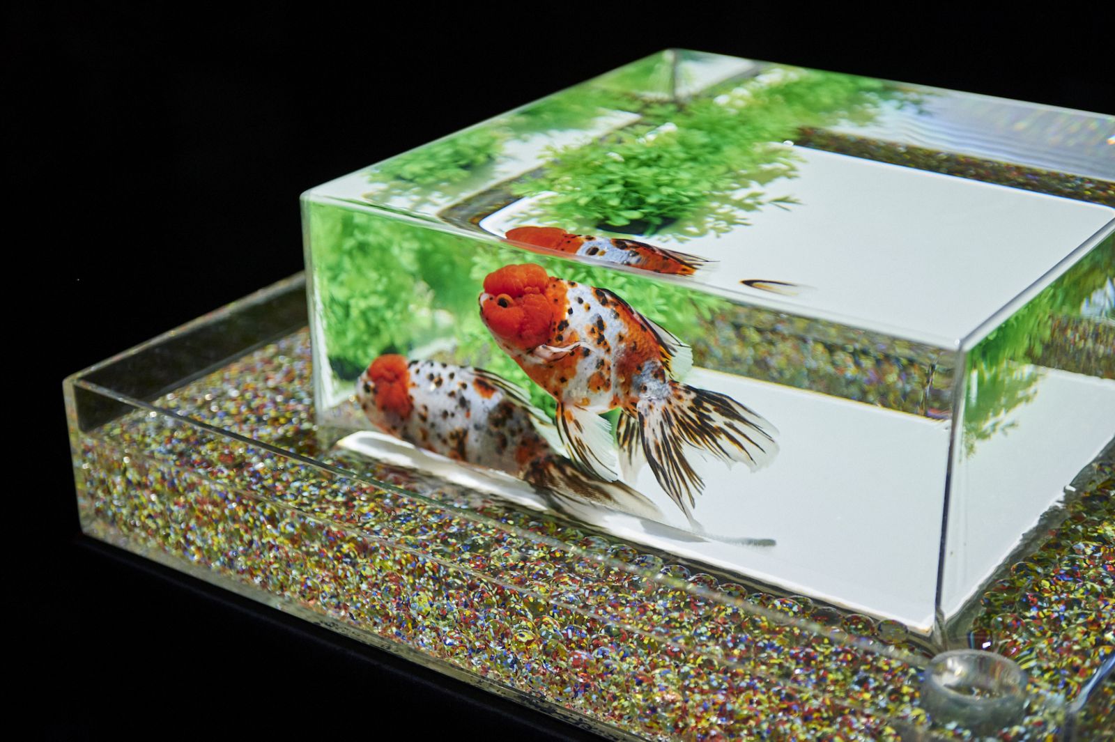 The Art Aquarium in Ginza