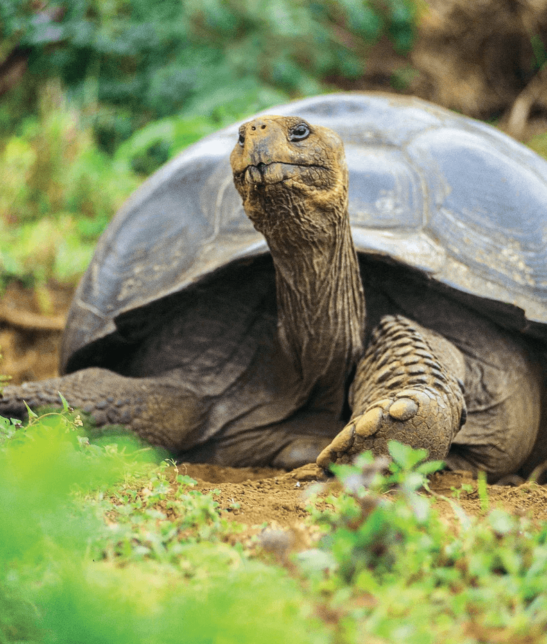 A Galapagos Giant Tortoise walks among green foliage