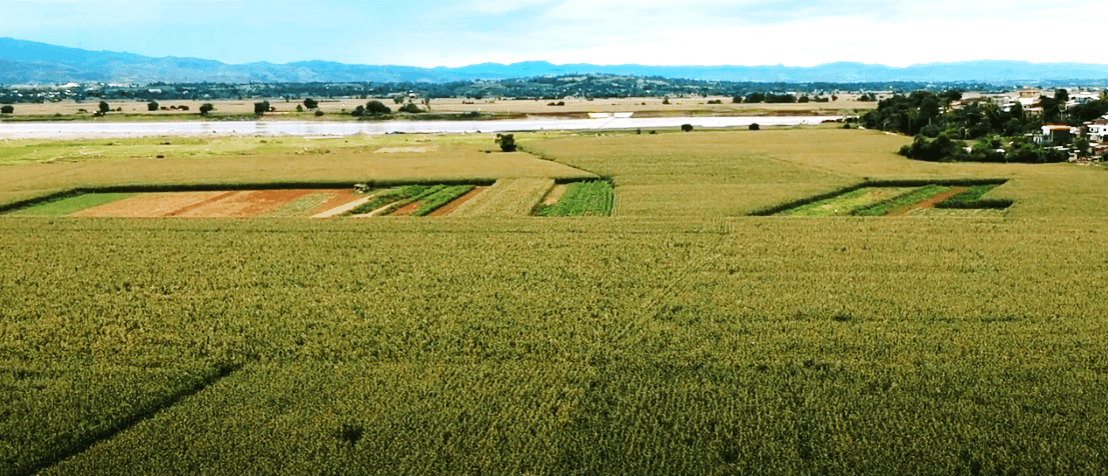 A corn farm in Ilagan