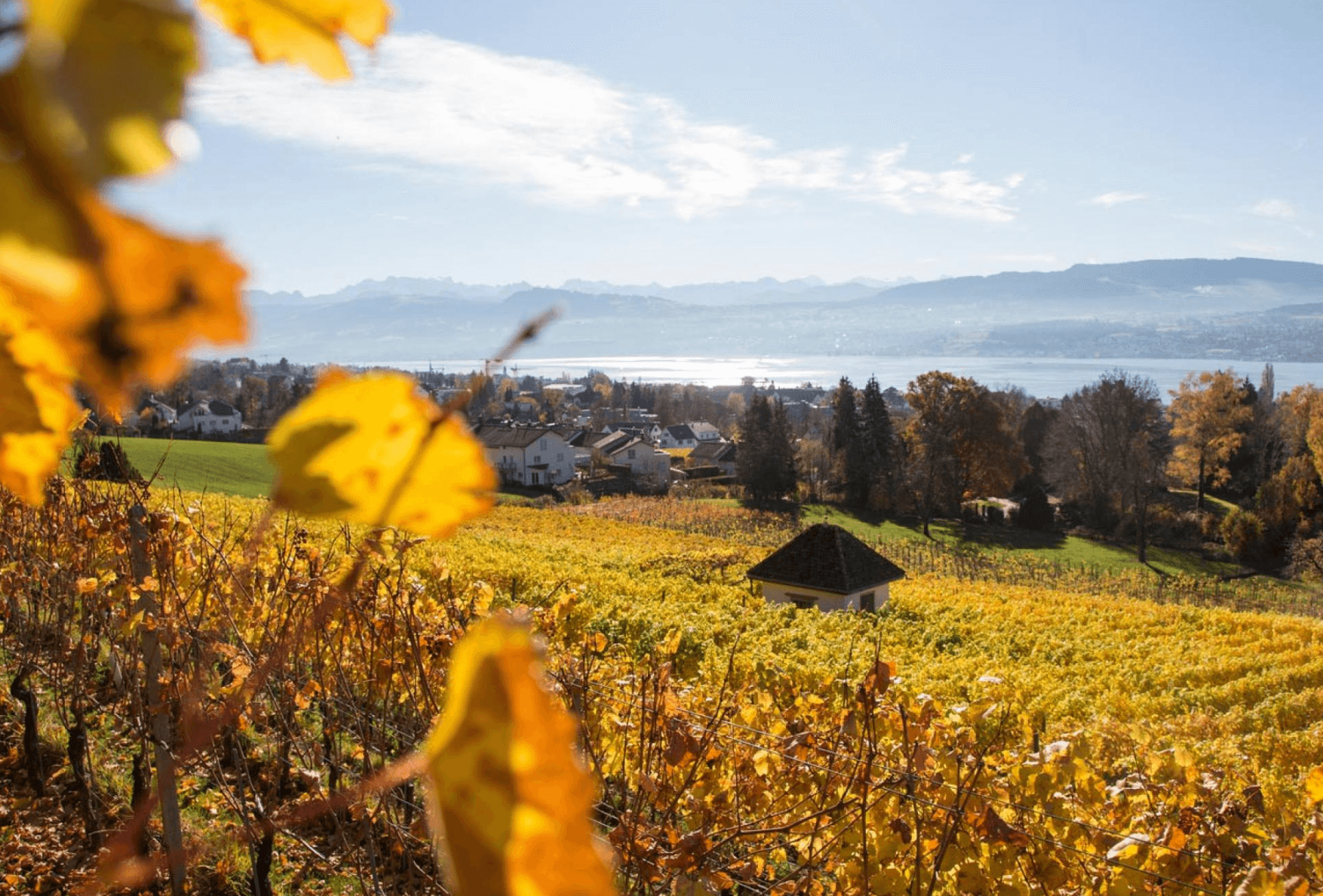 Autumn views in Zurich