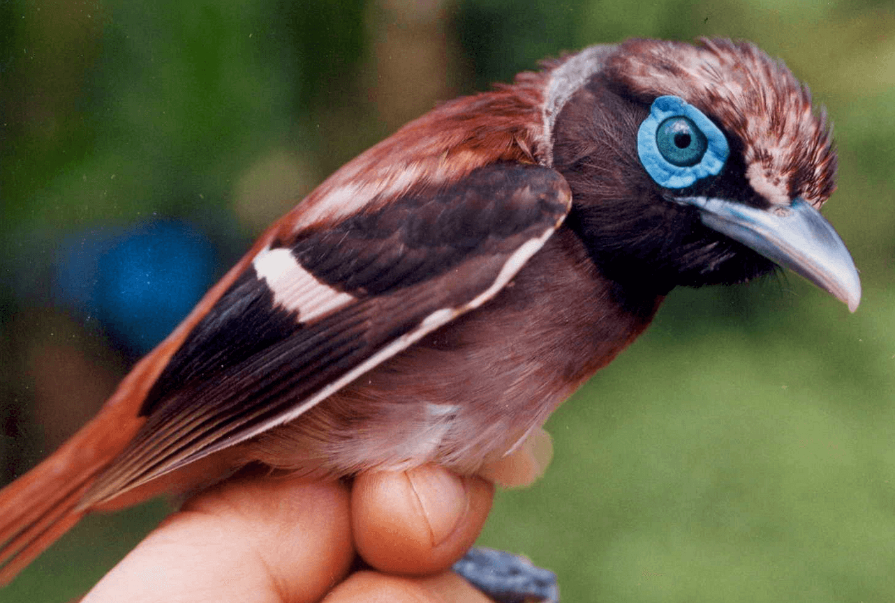 A Visayan broadbill in SINP