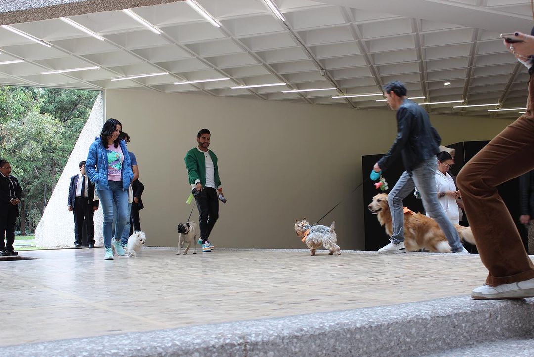 Furry friends and their owners flock to Museo Tamayo’s #ARTEyPERROS exhibit