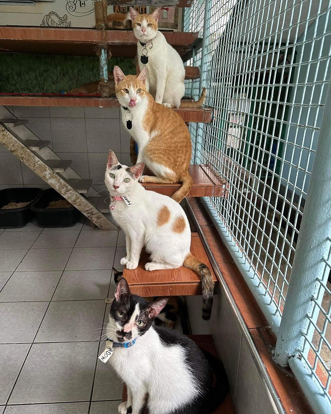 Cats at the PAWS center