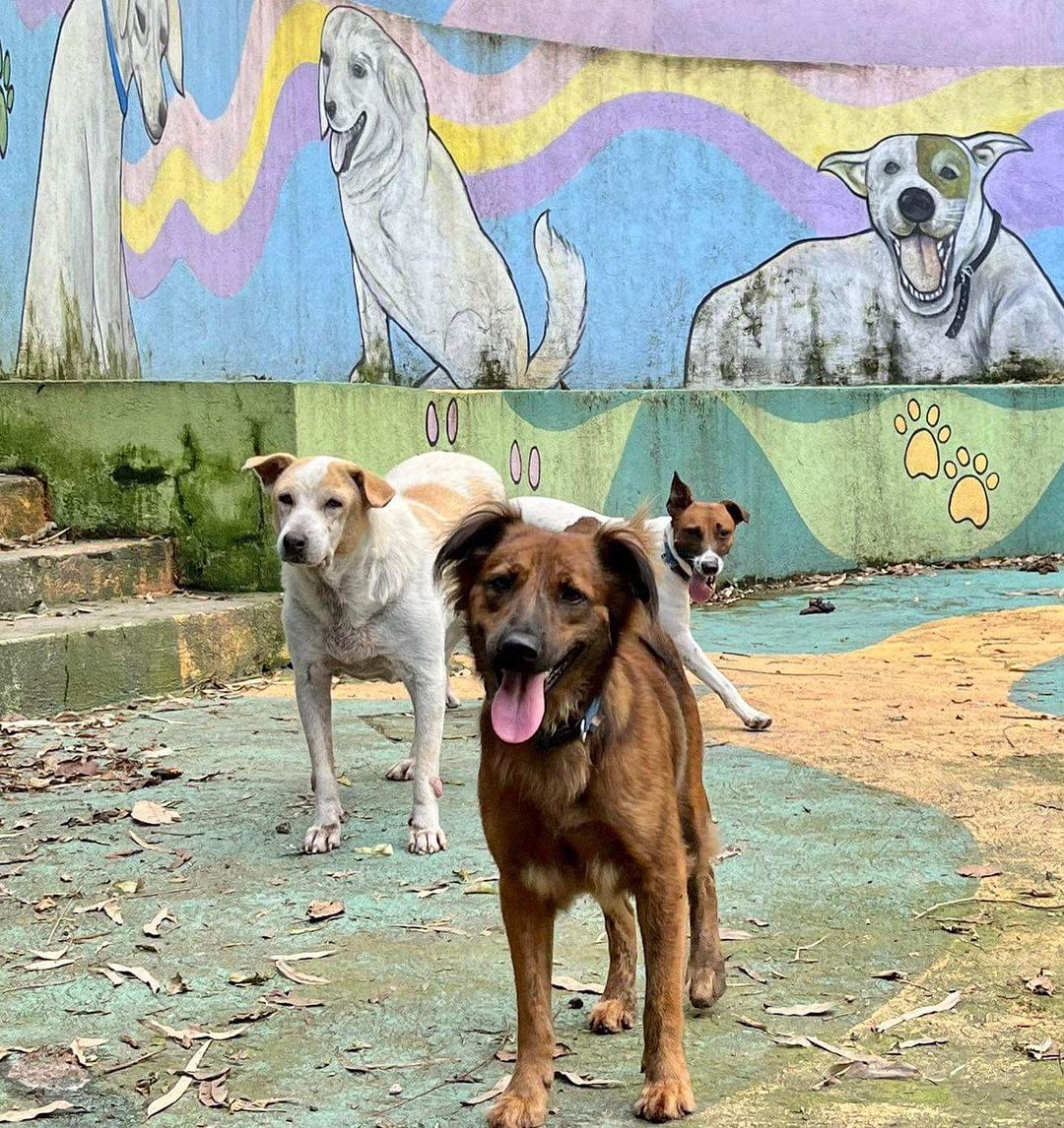 Happy aspins at the PAWS center