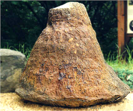 The fossil of a 400 million-year-old Devonian tree from Gilboa, New York