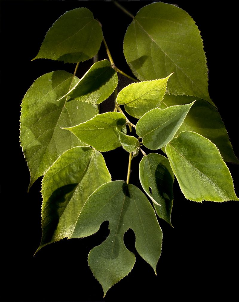 Leaves of the Paper mulberry plant artisans use in both Korea and Japan