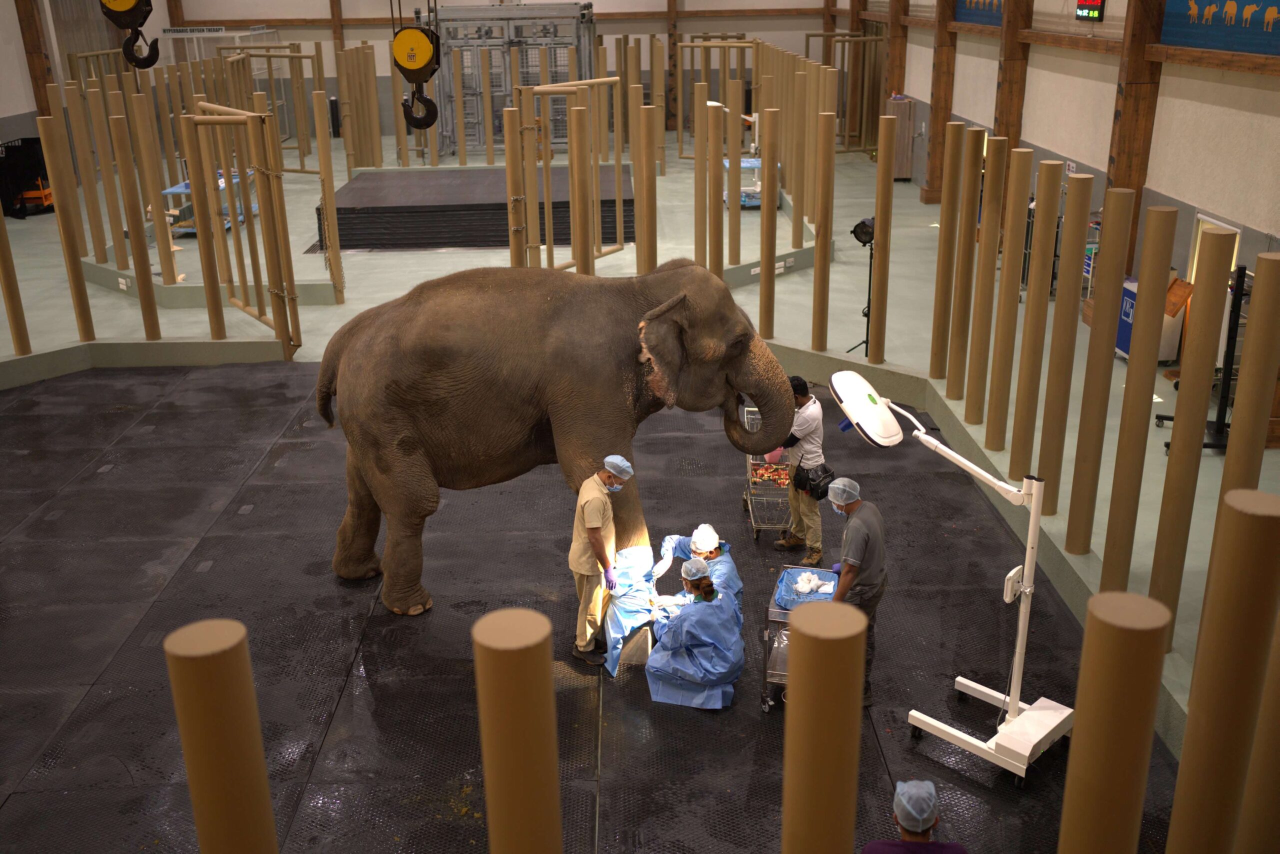 Vets treating an elephant inside Vantara