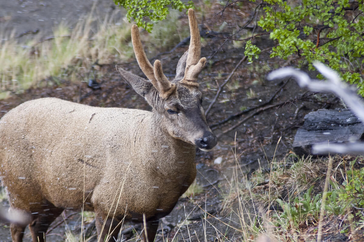 andean huemul deer