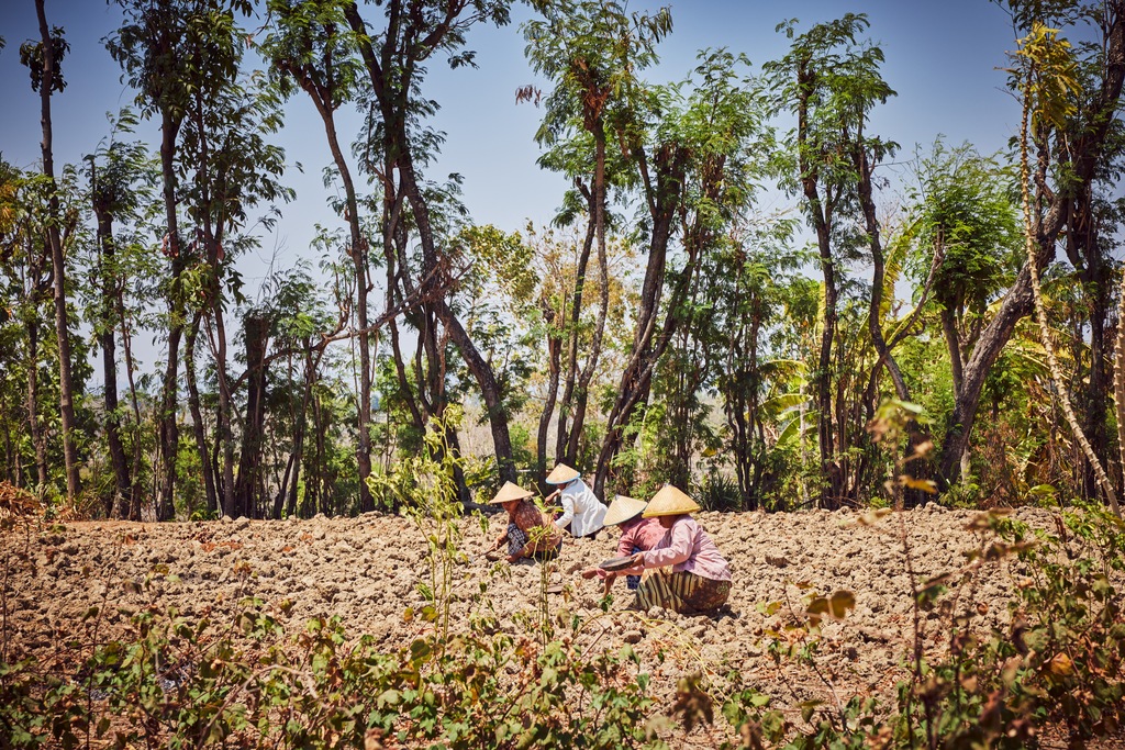 A group of Ibus, elder craftswomen are cleaning and planting seeds in East Java, Indonesia as they prepare for the next cotton crop. Using indigenous knowledge, SukkhaCitta works with farmers and teaches them to grow cotton while regenerating the soil. ©Rolex / Sébastien Agnetti