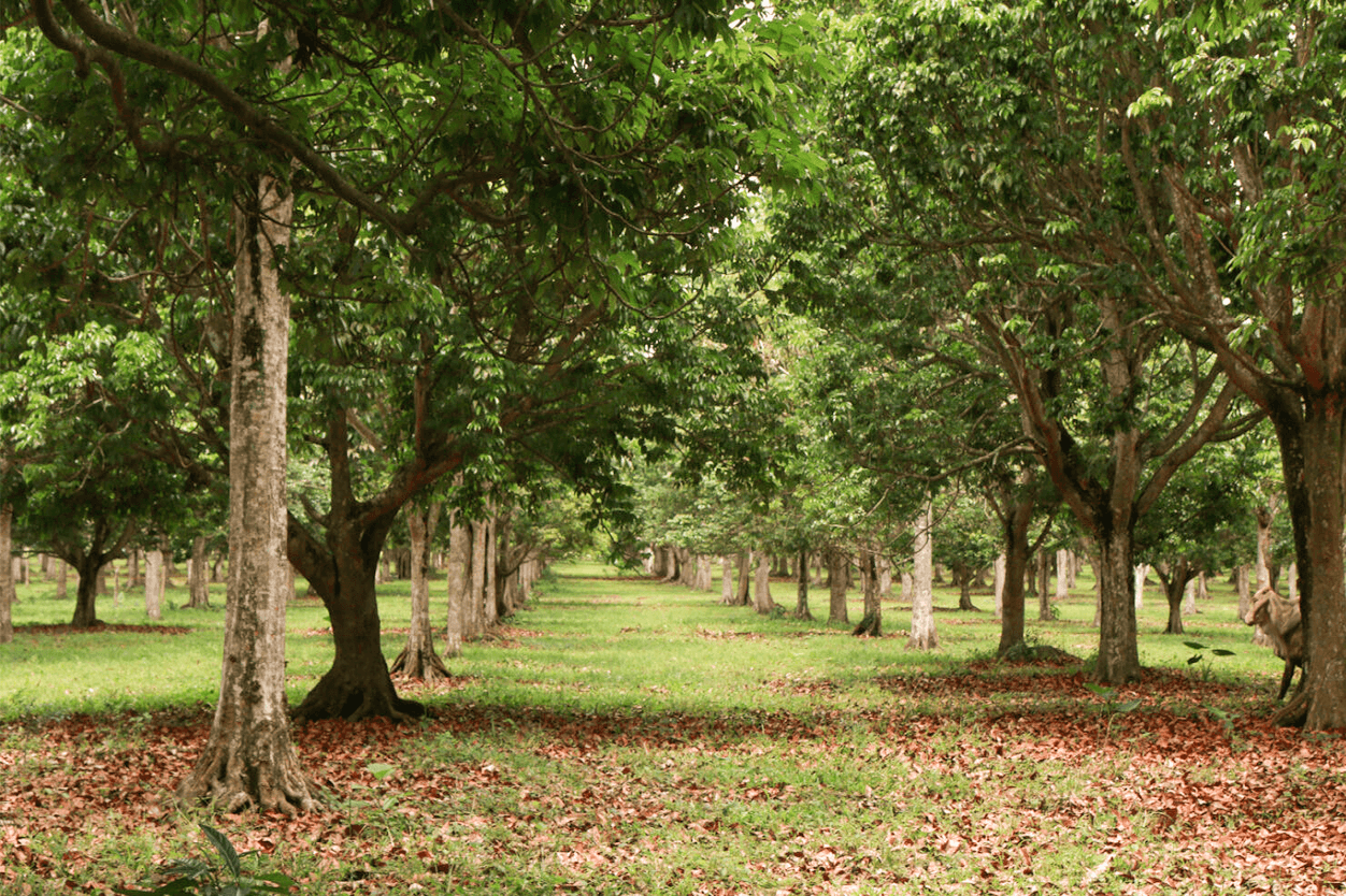 L-R: Pili farmers, Pili farm in Bicol, Pili Ani Cleansing Butter
