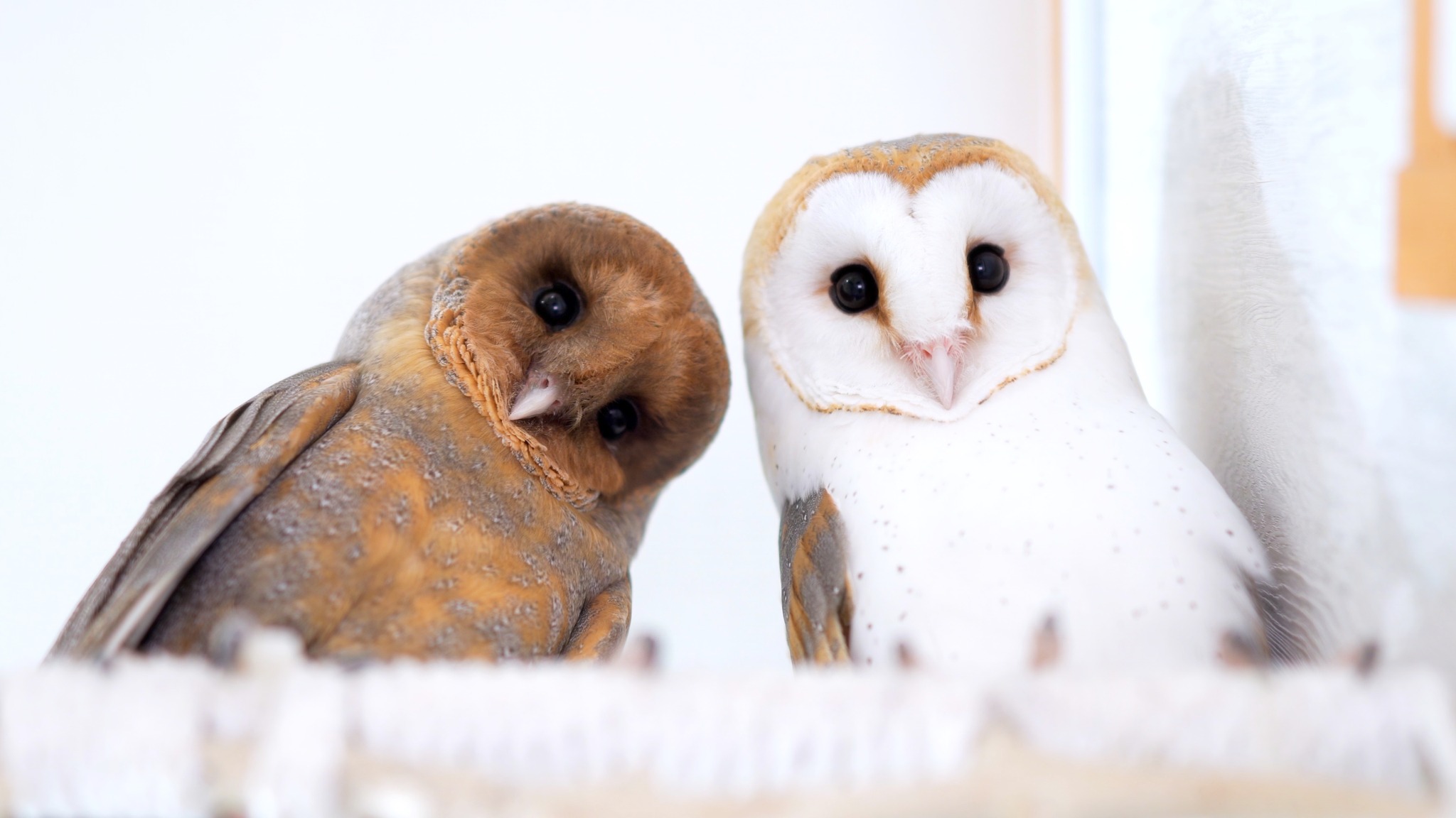 An “owl concierge” with one of the café’s feathery friends, and more happy owls