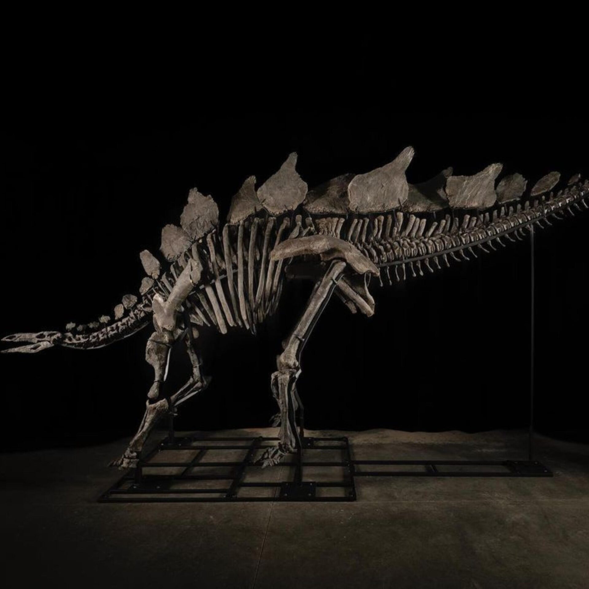 Rare Stegosaurus Fossil Named ‘Apex’ Could Fetch Millions