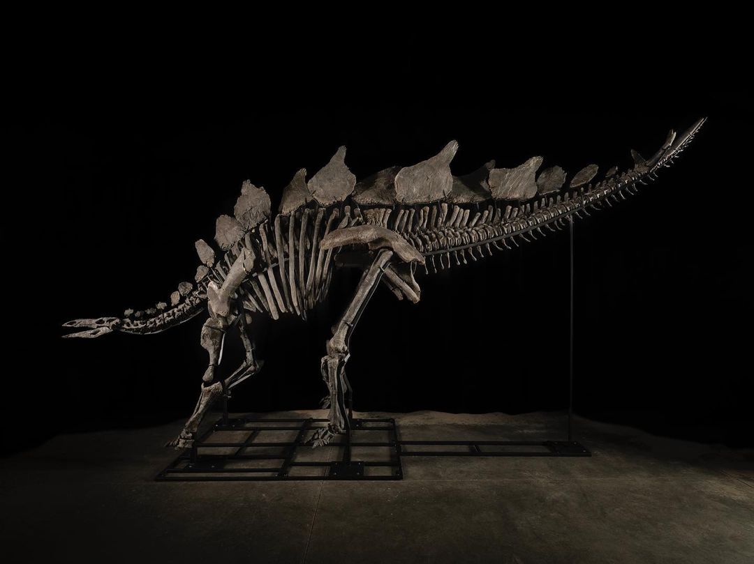 The Apex Stegosaurus fossil will fall under the auction hammer in July