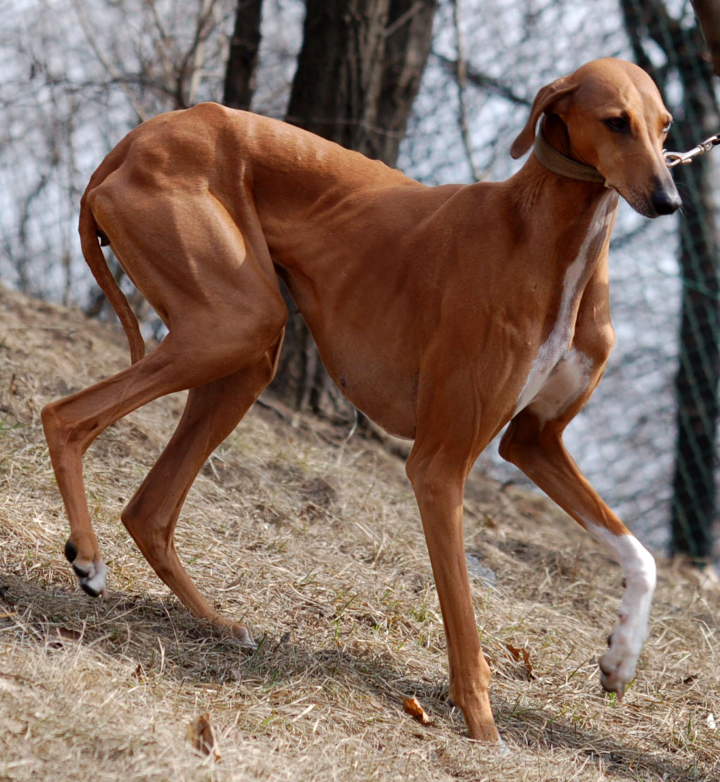 The Azawakh, a hound family member, may cost up to $9,500, making it one of the world’s most expensive dog breeds in 2024