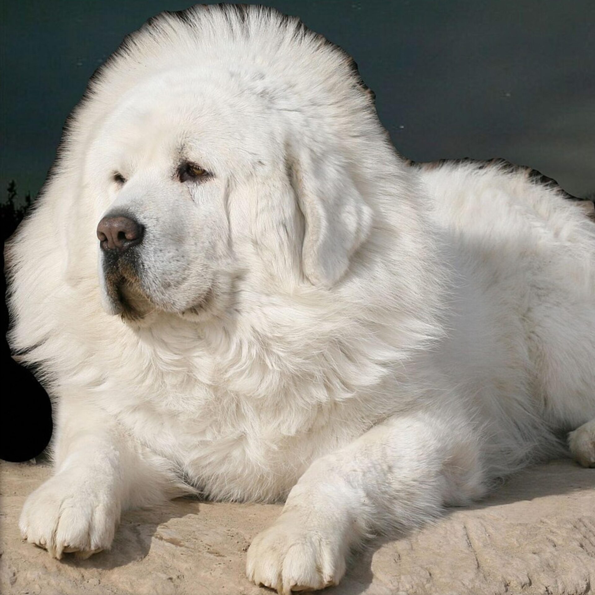 Meet The 5 Most Expensive Dog Breeds In 2024