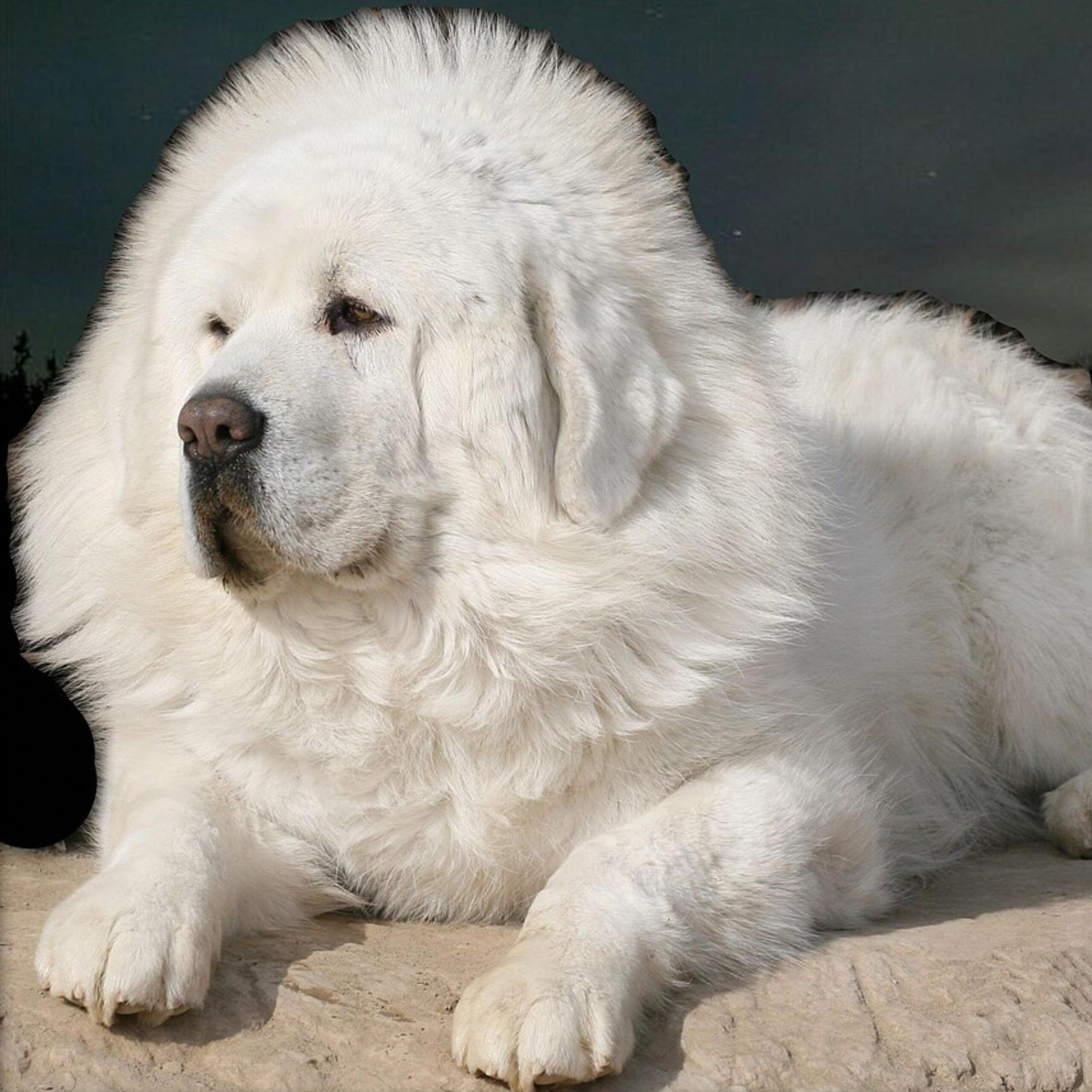 Meet The 5 Most Expensive Dog Breeds In 2024