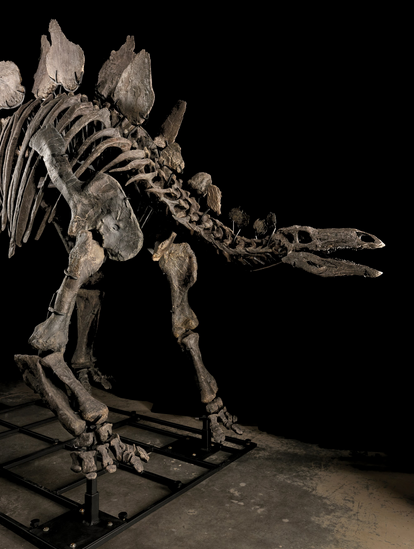 Apex stands 11 feet tall and nearly 27 feet long from nose to tail