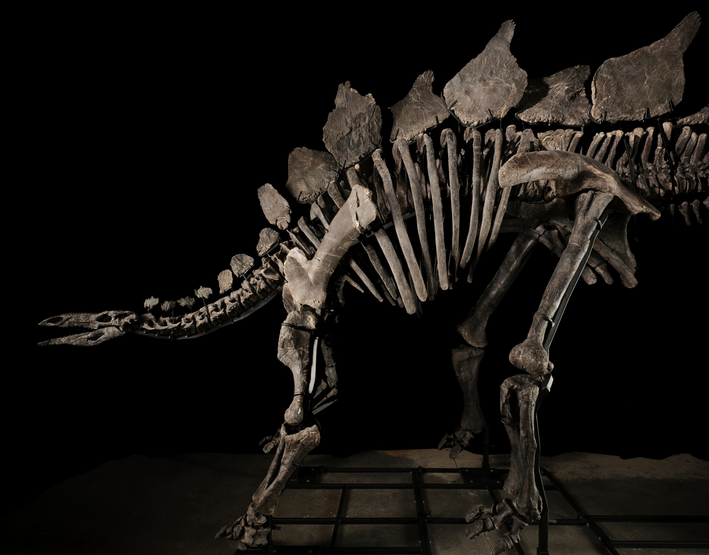The sale of Apex has reignited discourse on where fossils really belong