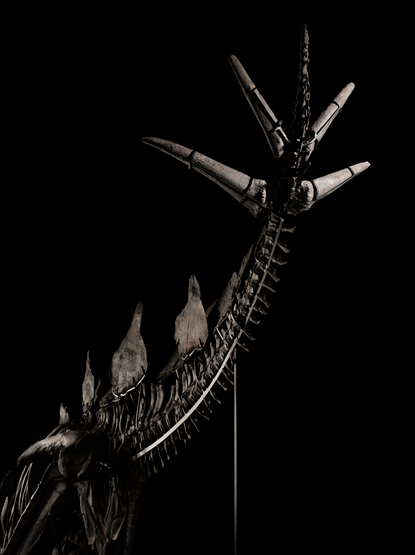 Apex stands 11 feet tall and nearly 27 feet long from nose to tail