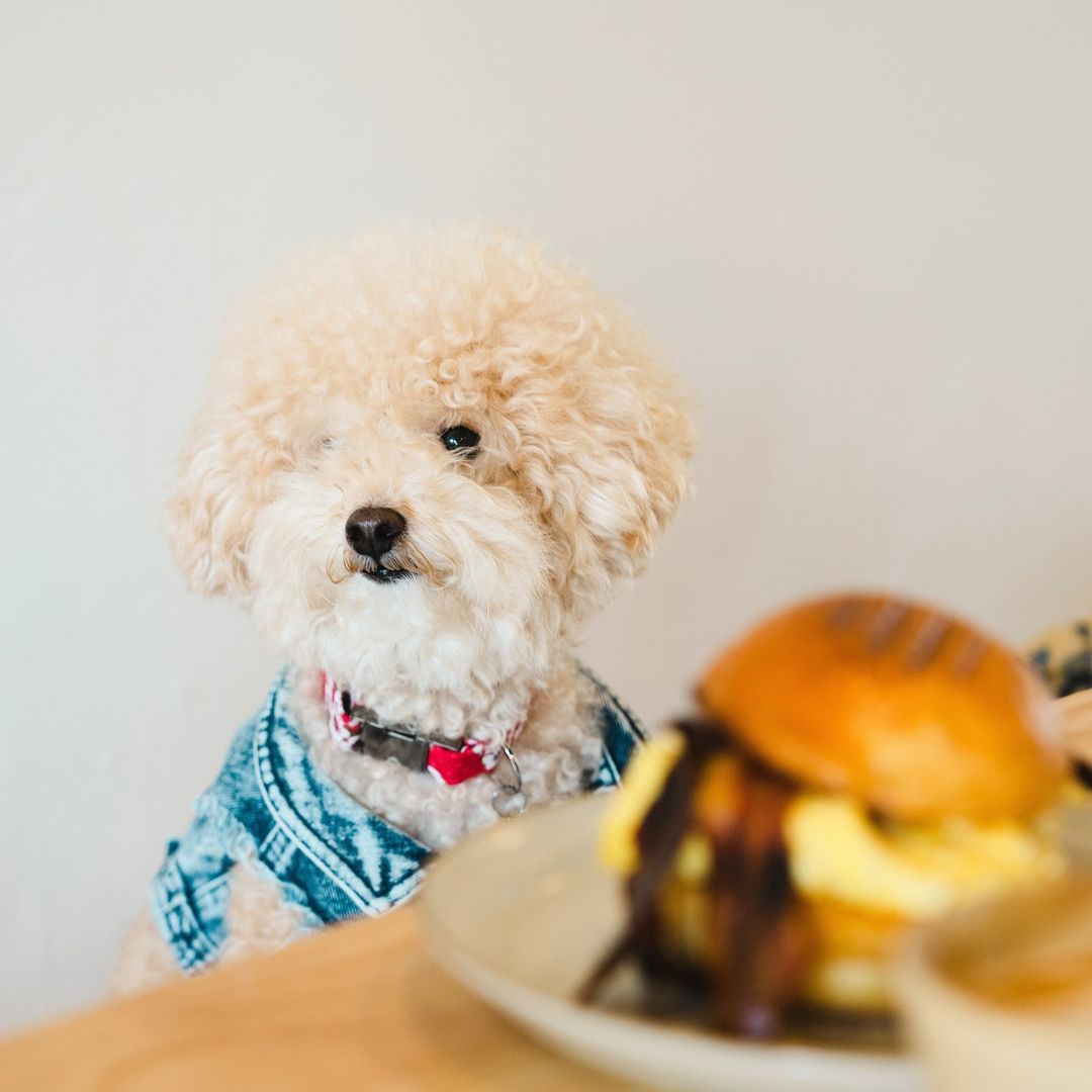 Dogs and cats are always welcome at On Pause