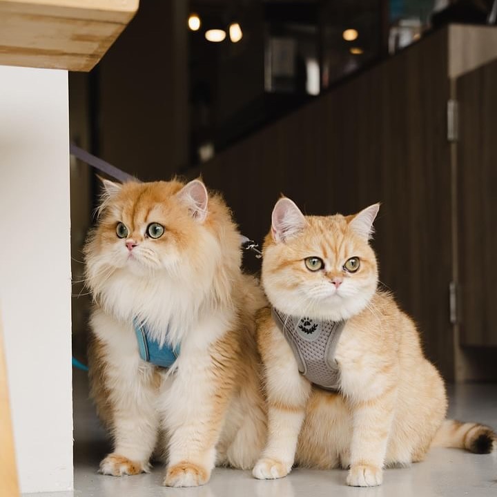 Dogs and cats are always welcome at On Pause