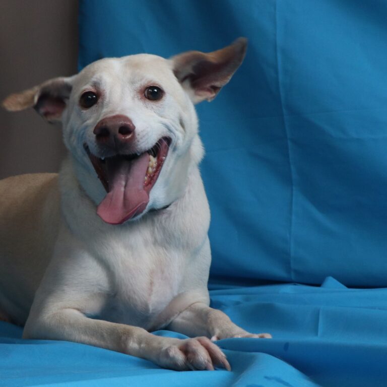 TOP TO BOTTOM (L-R): Bravo, Oliver, Mila, and Pippa are just a few of the animals currently up for adoption at CARA Philippines