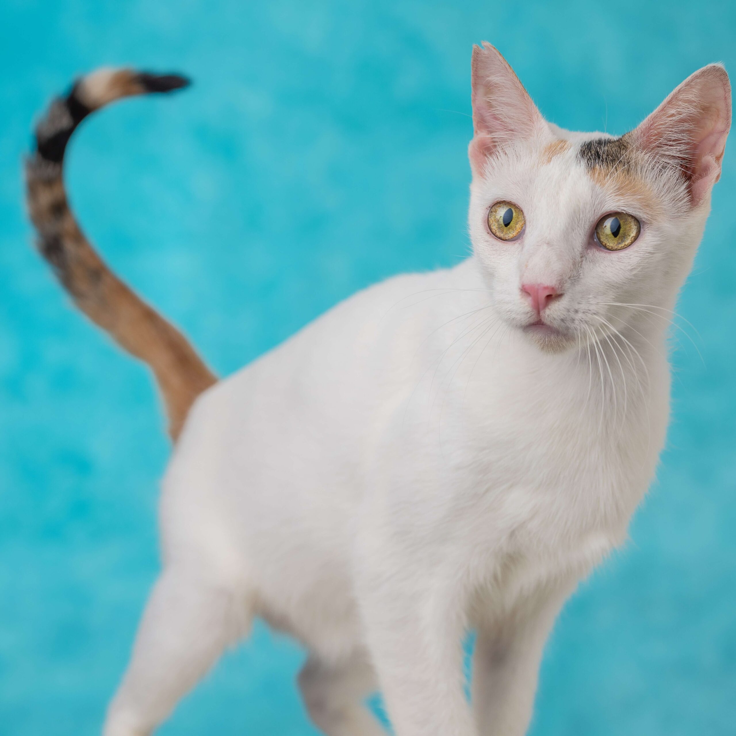 TOP TO BOTTOM (L-R): Bravo, Oliver, Mila, and Pippa are just a few of the animals currently up for adoption at CARA Philippines