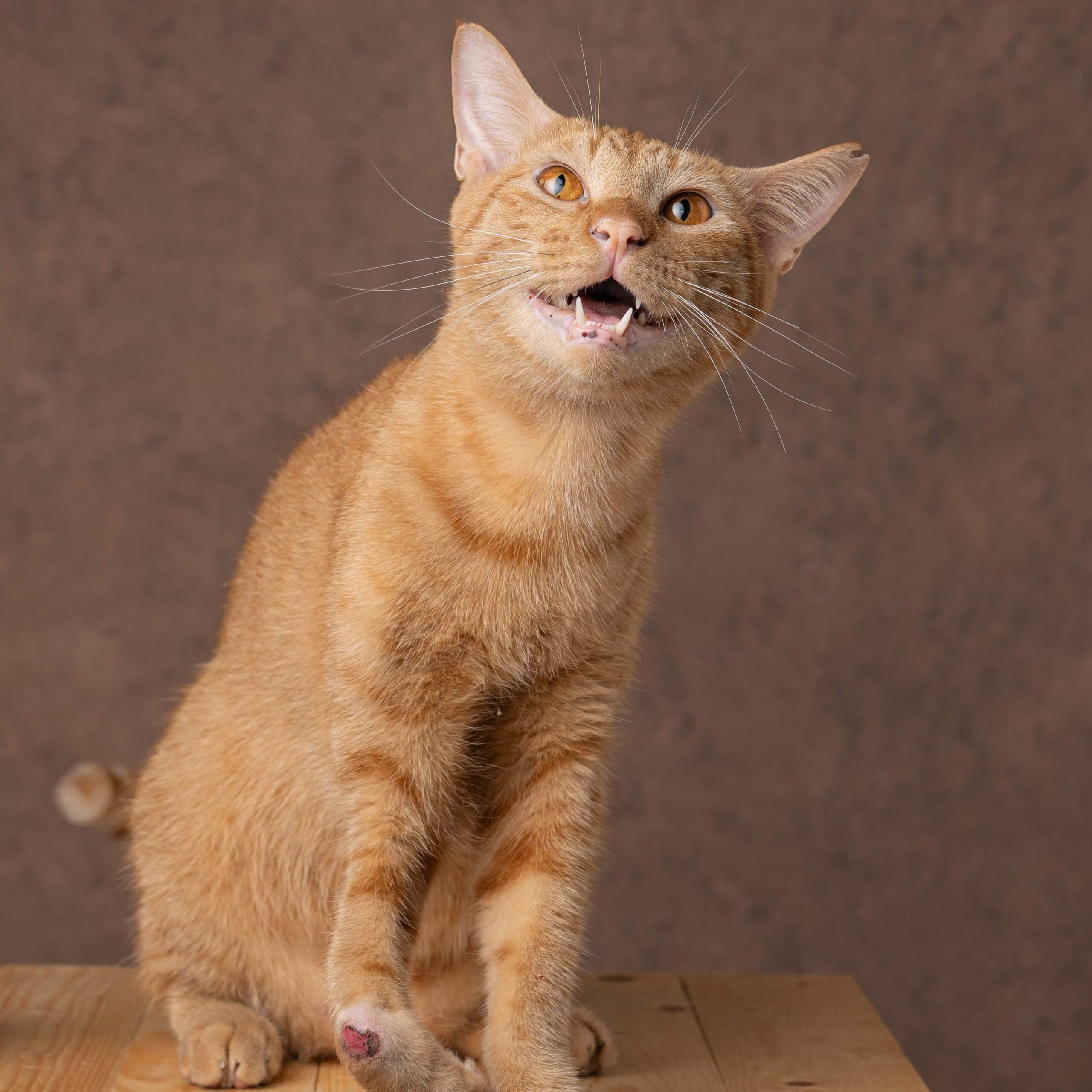 TOP TO BOTTOM (L-R): Bravo, Oliver, Mila, and Pippa are just a few of the animals currently up for adoption at CARA Philippines
