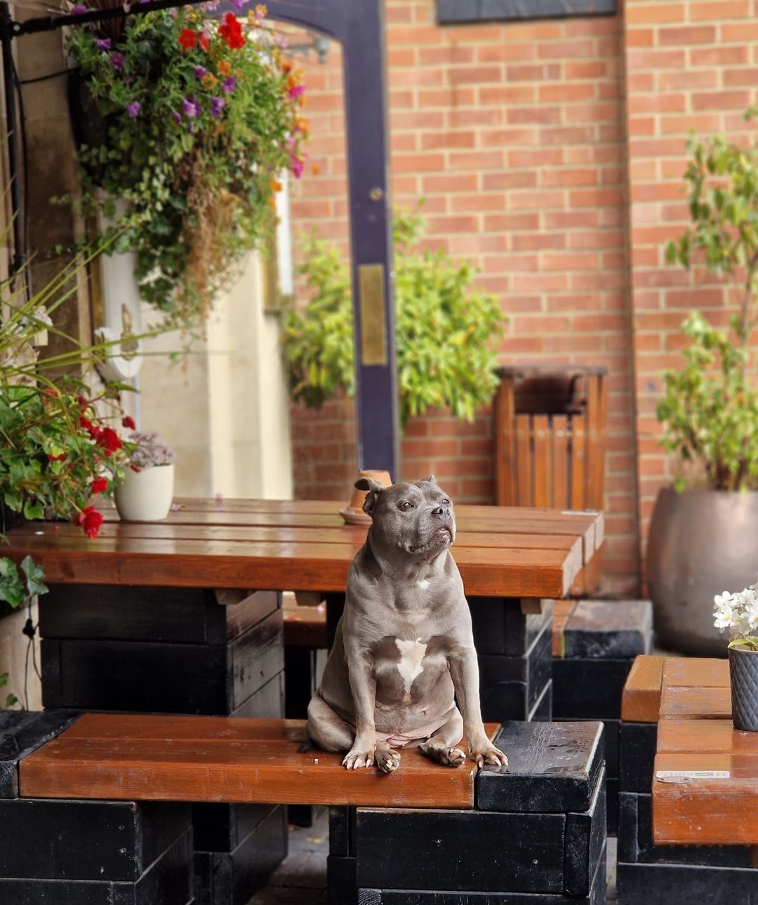 Pets are more than welcome inside the cozy pub
