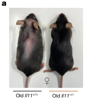 Two same-aged female mice in the "Supermodel Granny" drug experiments, the one on the right having received the drug