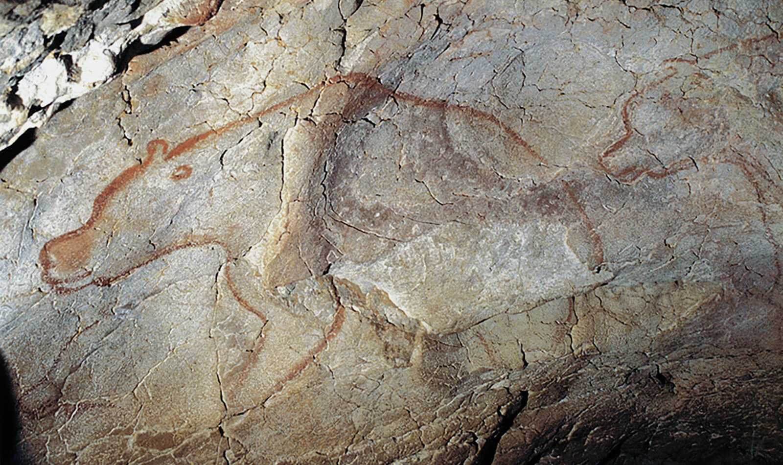 Bears at the Chauvet cave in southern France