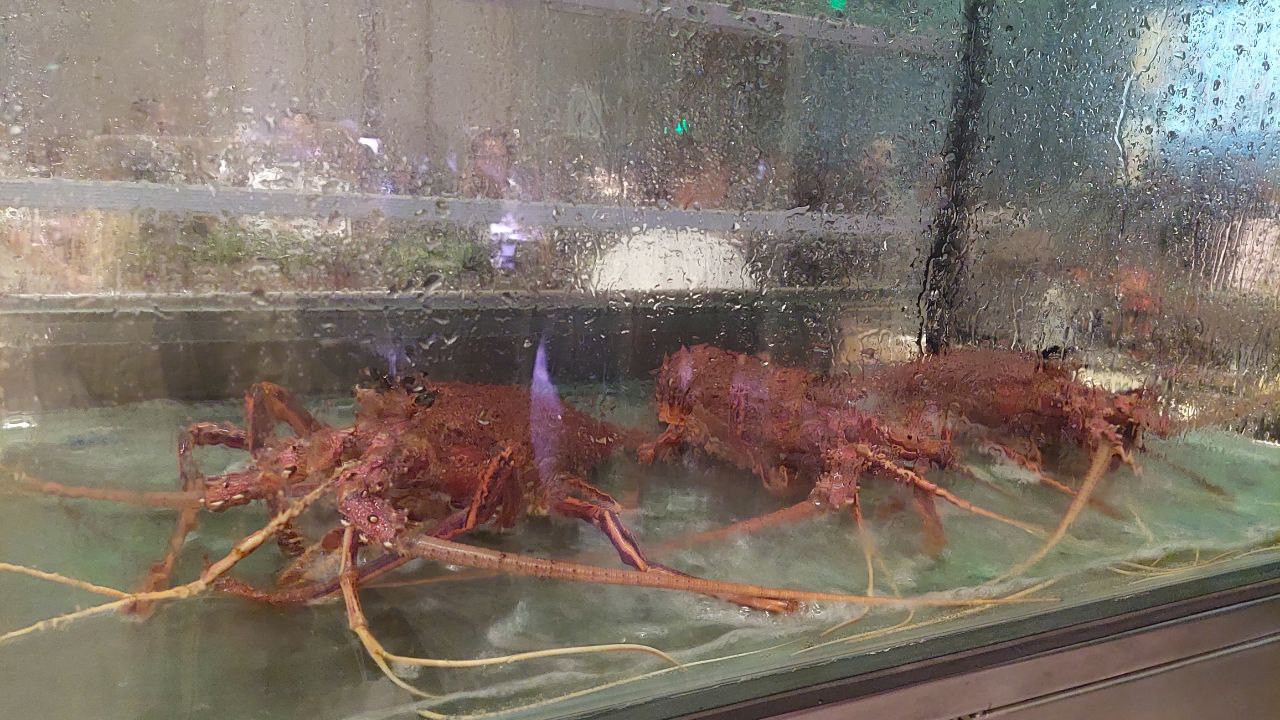A tank of live Western rock lobsters and blue swimmer crabs Lifestyle