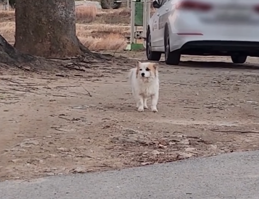 Pudding waiting for family around his surrounding neighborhood, before Care Korea took him under their care