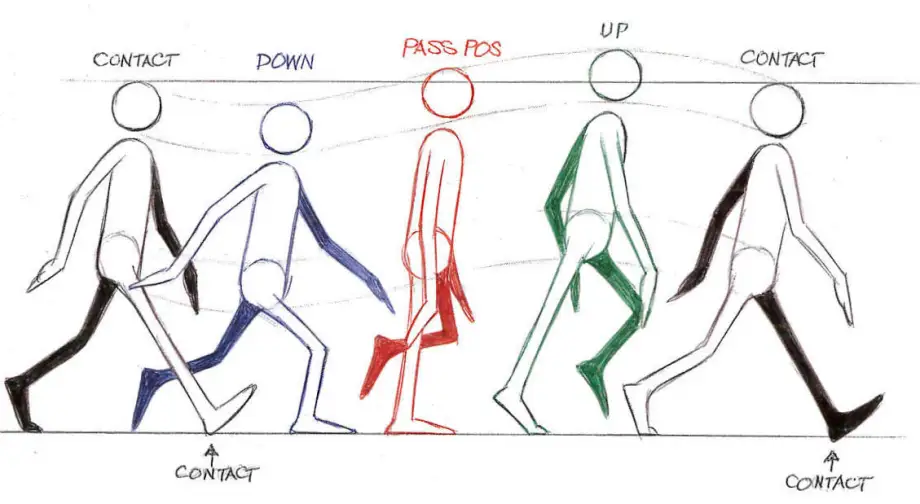 A normal walk cycle from Richard Williams's "The Animator's Survival Kit" film animation