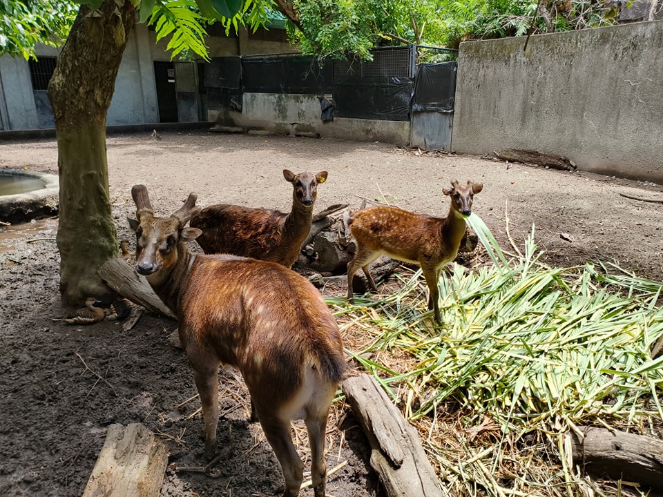 The Visayan spotted deer banknotes